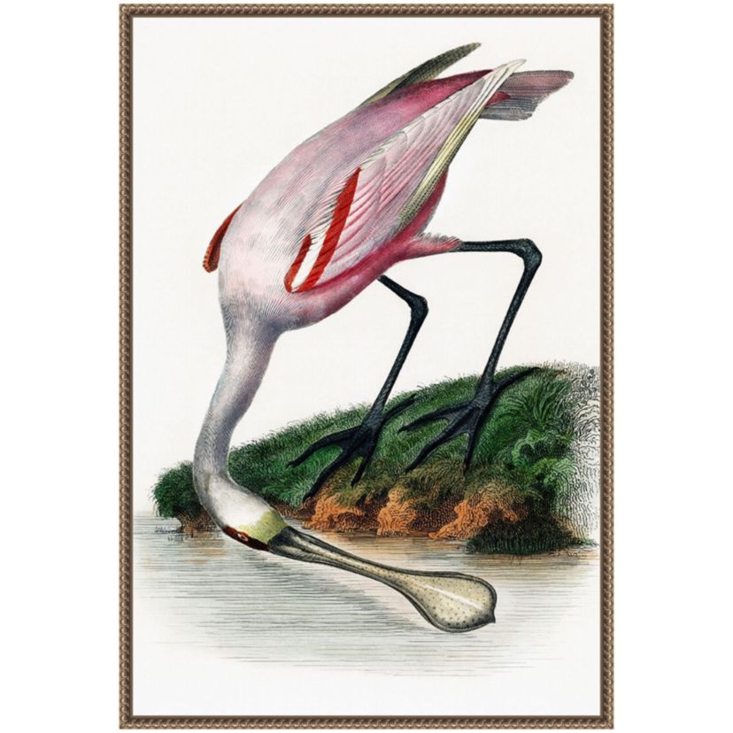 Spoonbill Crane Framed Canvas Wall Art Print