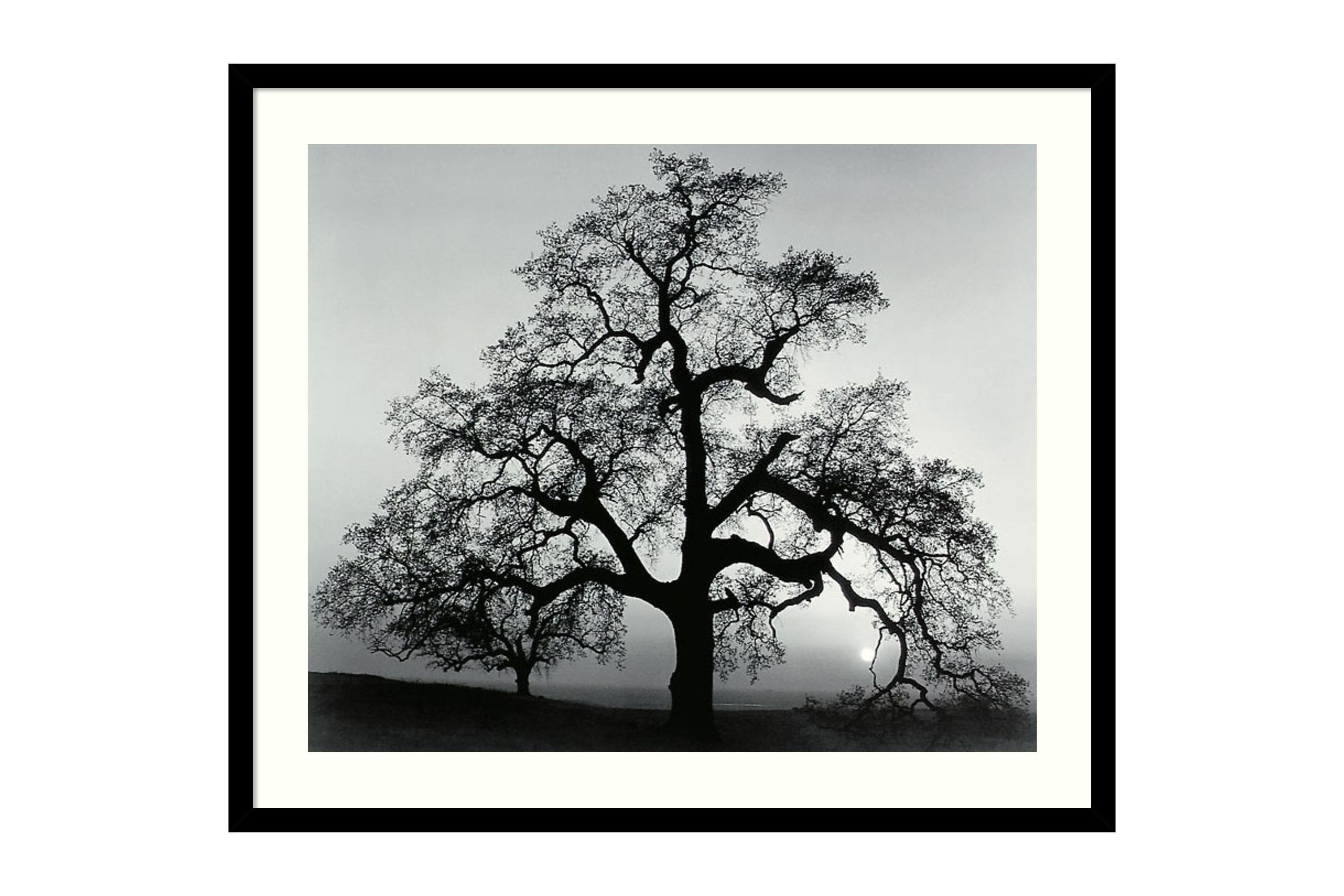 Oak Tree, Sunset City, California, 1962 Framed Wall Art Print