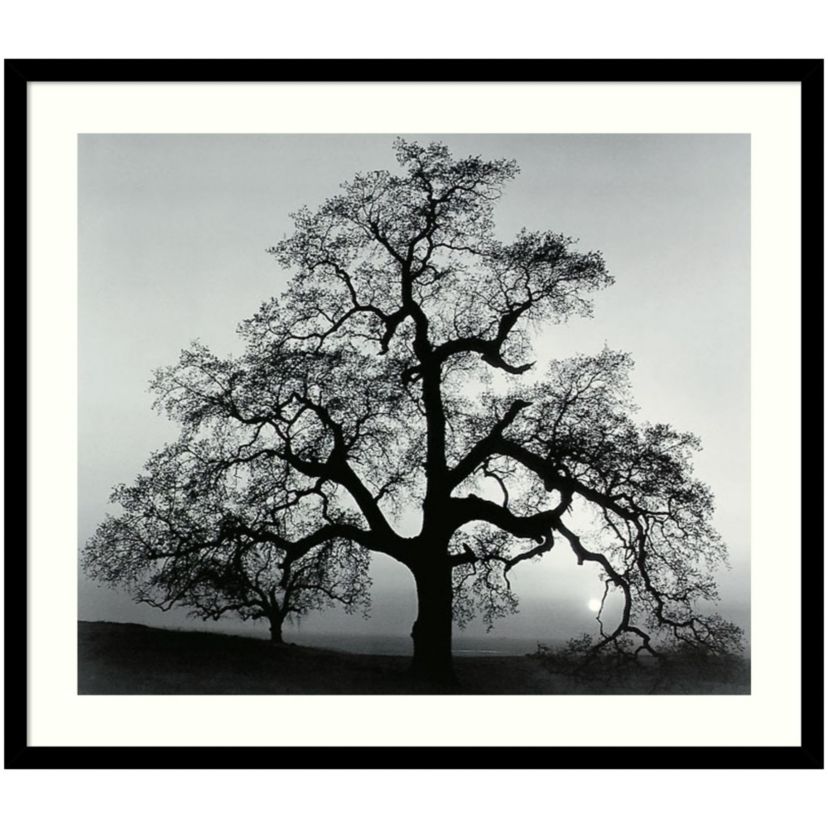 Oak Tree, Sunset City, California, 1962 Framed Wall Art Print