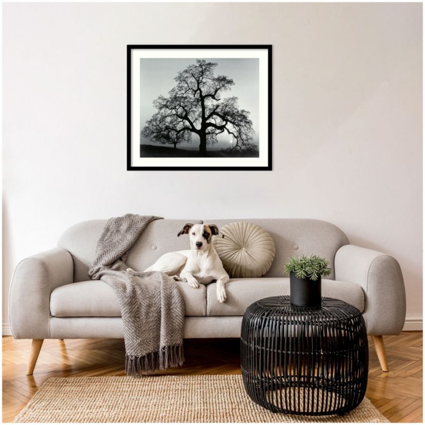 Oak Tree, Sunset City, California, 1962 Framed Wall Art Print