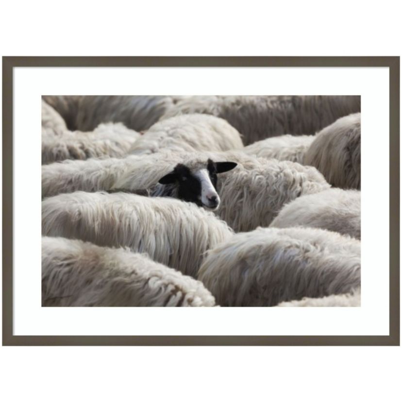 The Sheeps Gaze Framed Wall Art Print