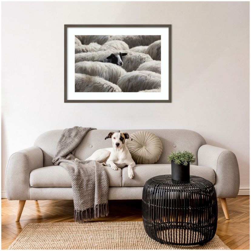 The Sheeps Gaze Framed Wall Art Print