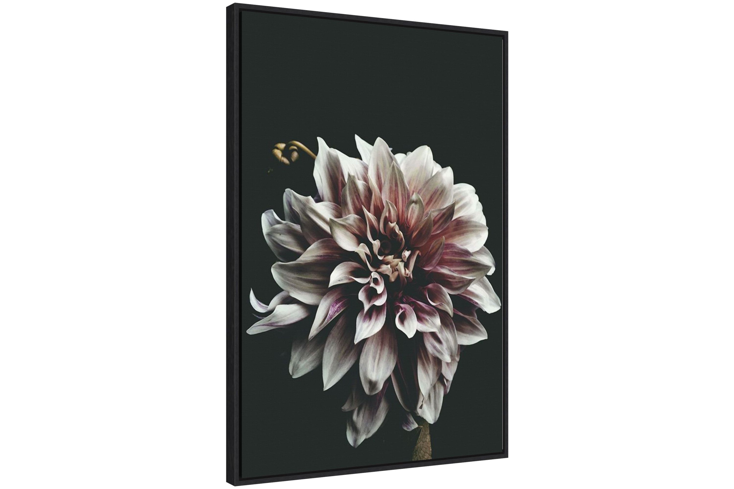 Dazed Dahlia Framed Canvas Wall Art Print