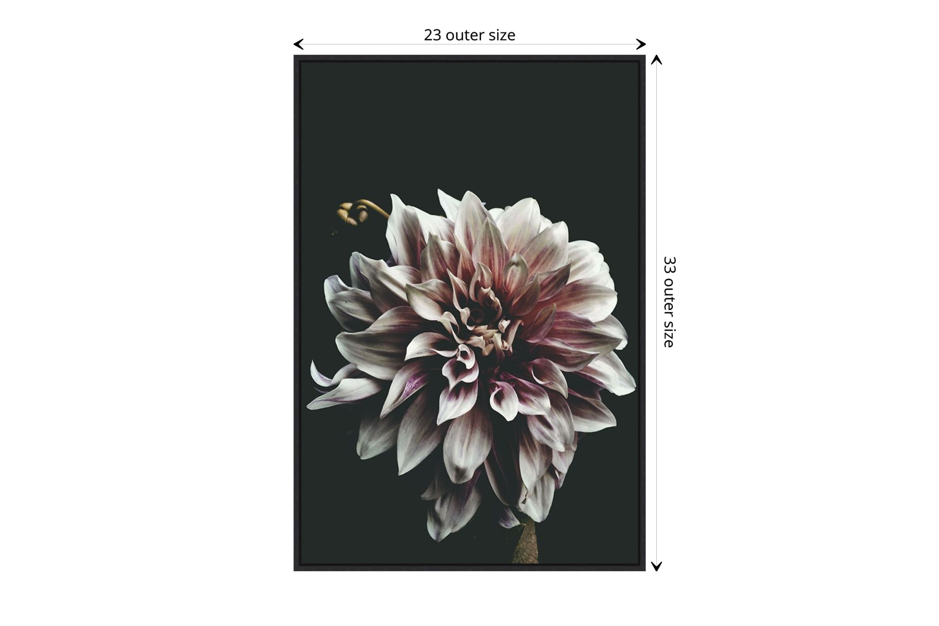 Dazed Dahlia Framed Canvas Wall Art Print