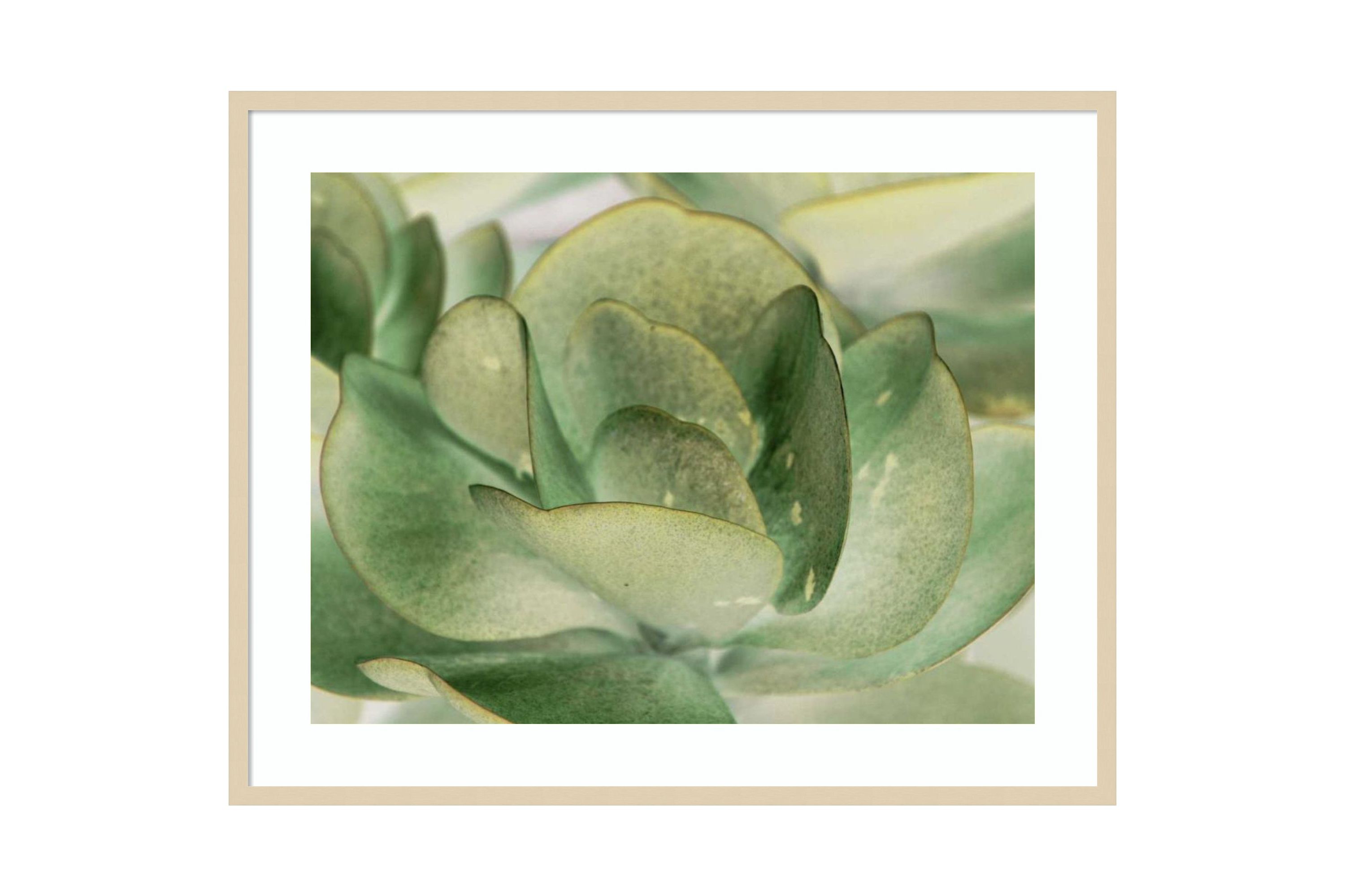 Petal I by Tang Ling Wood Framed Wall Art Print