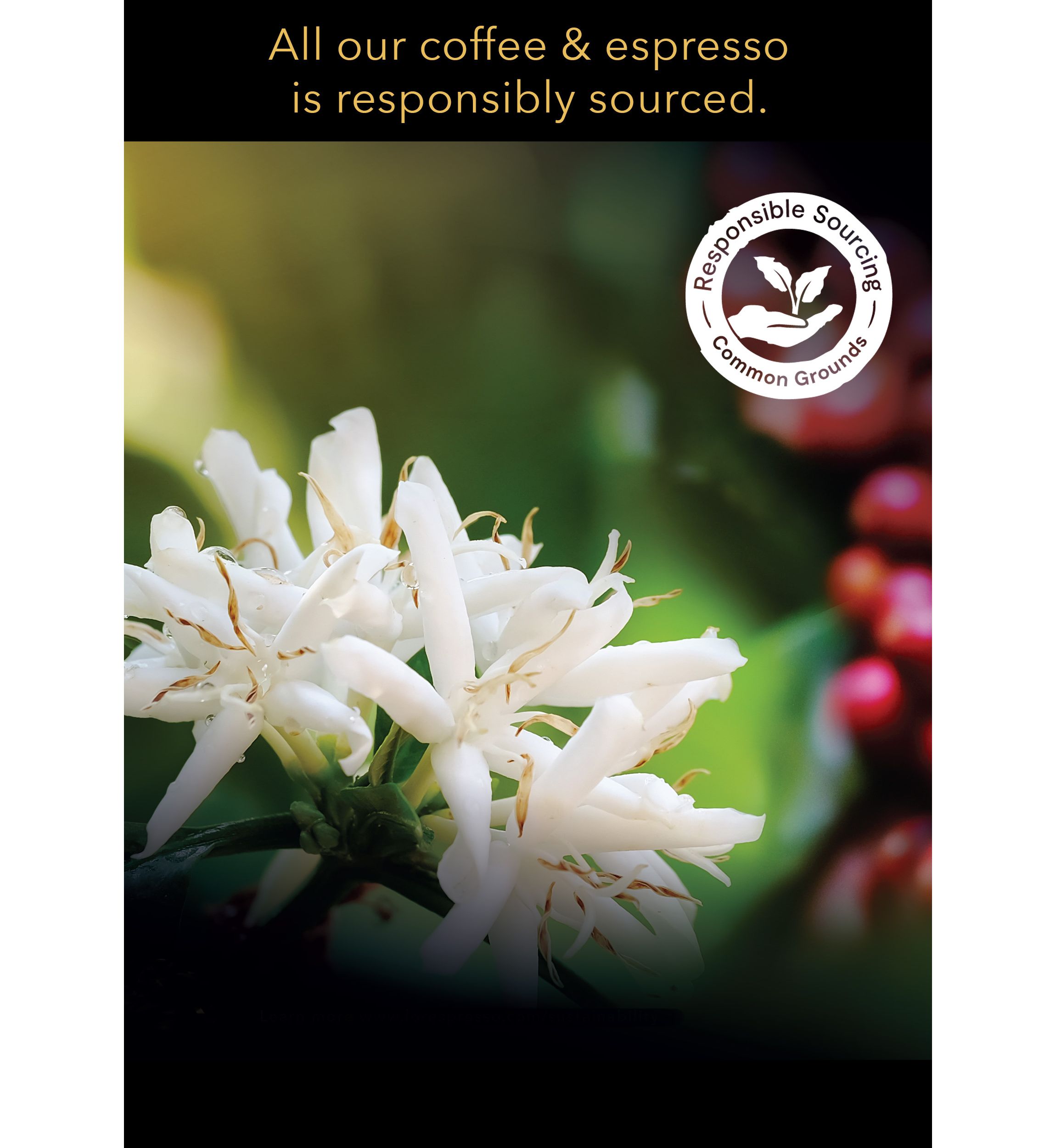 LOR BARISTA System Espresso Papua New Guinea Ground Coffee Capsules