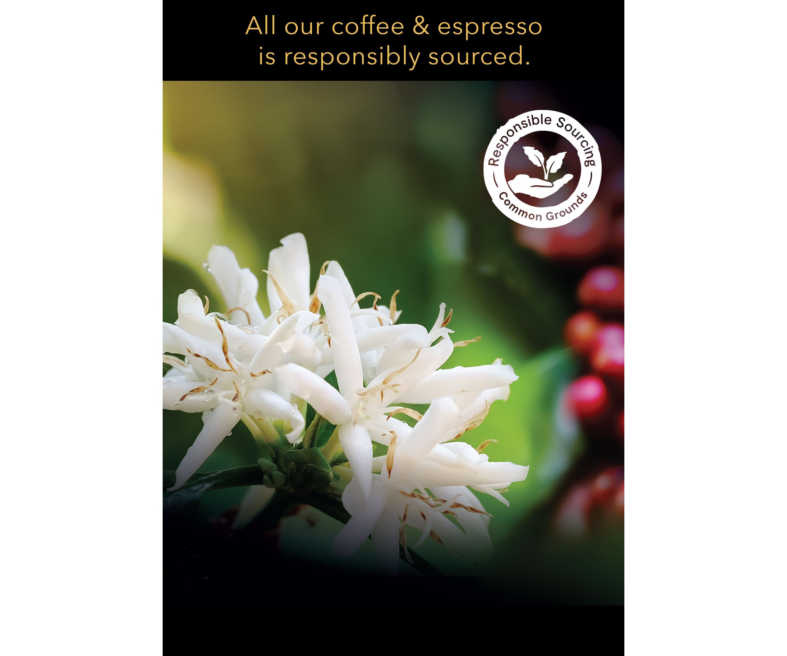 LOR BARISTA System Espresso Papua New Guinea Ground Coffee Capsules