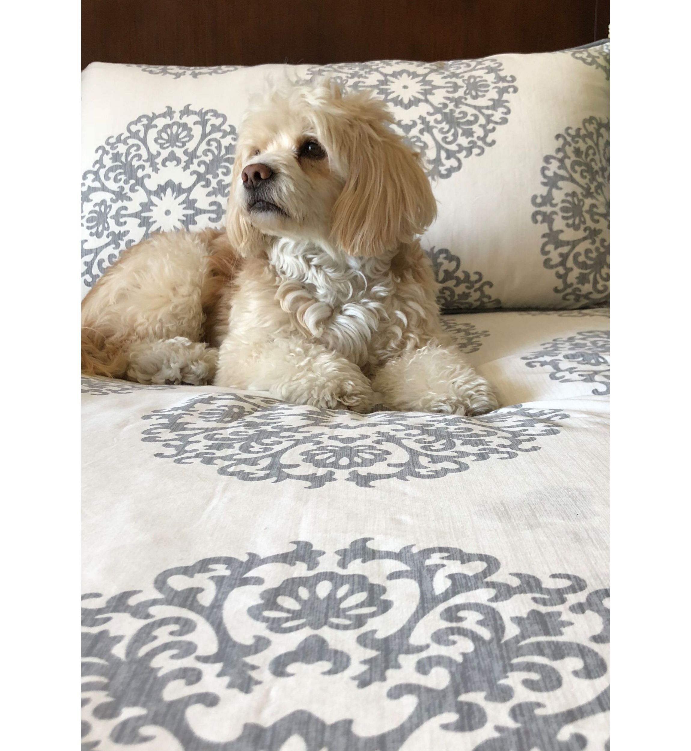 Bristol Comforter Set