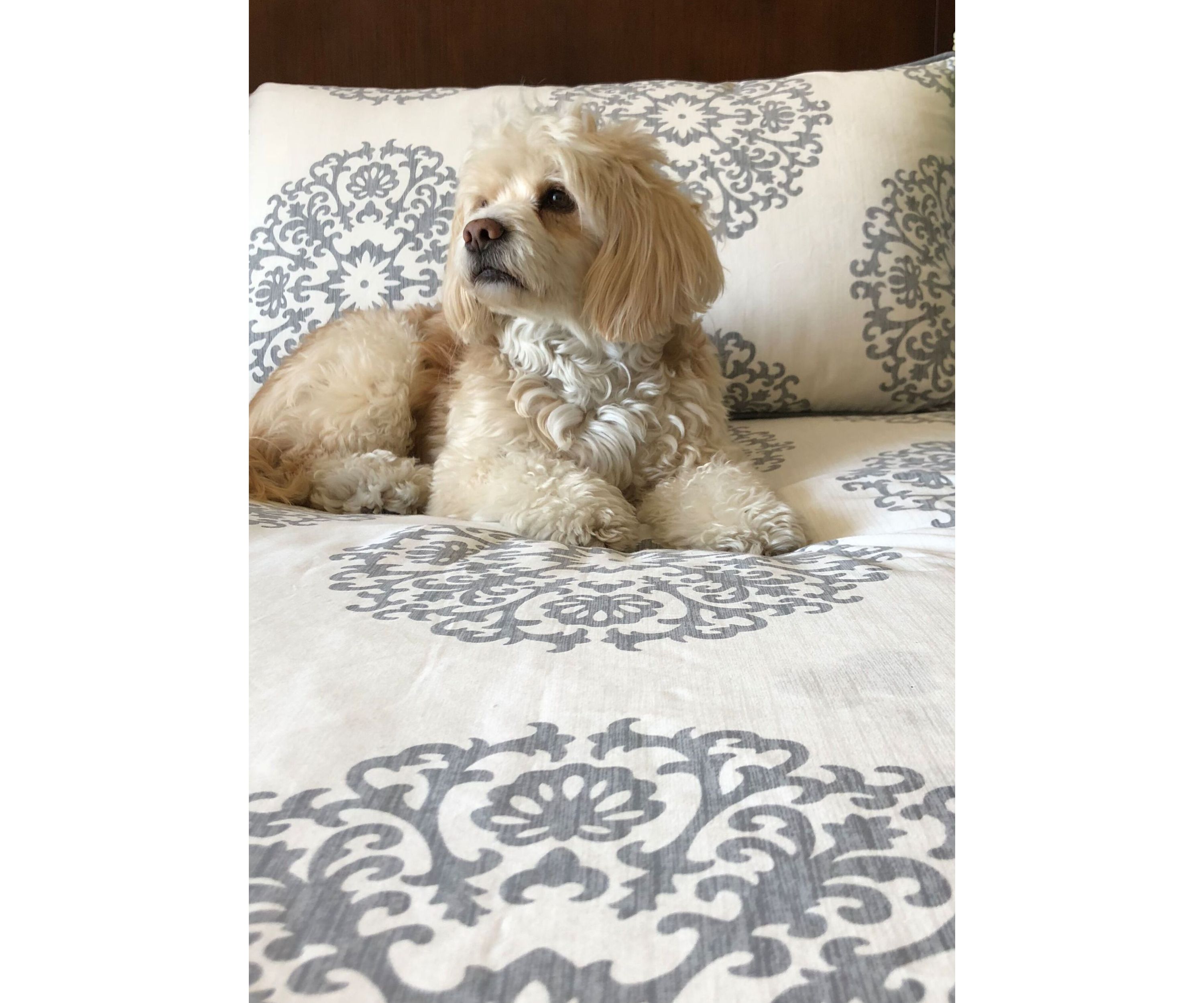 Bristol Comforter Set