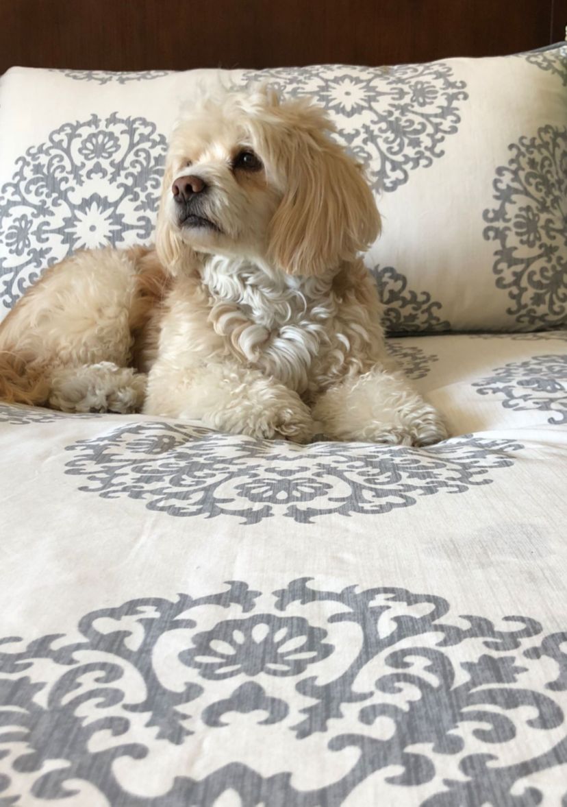 Bristol Comforter Set